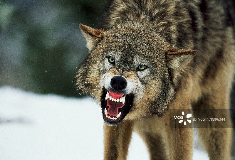 咆哮的灰狼图片素材