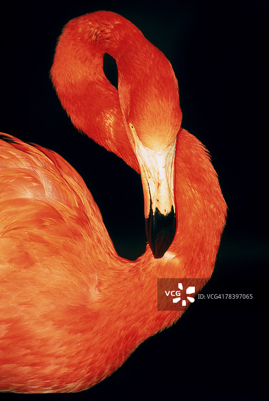 火烈鸟图片素材