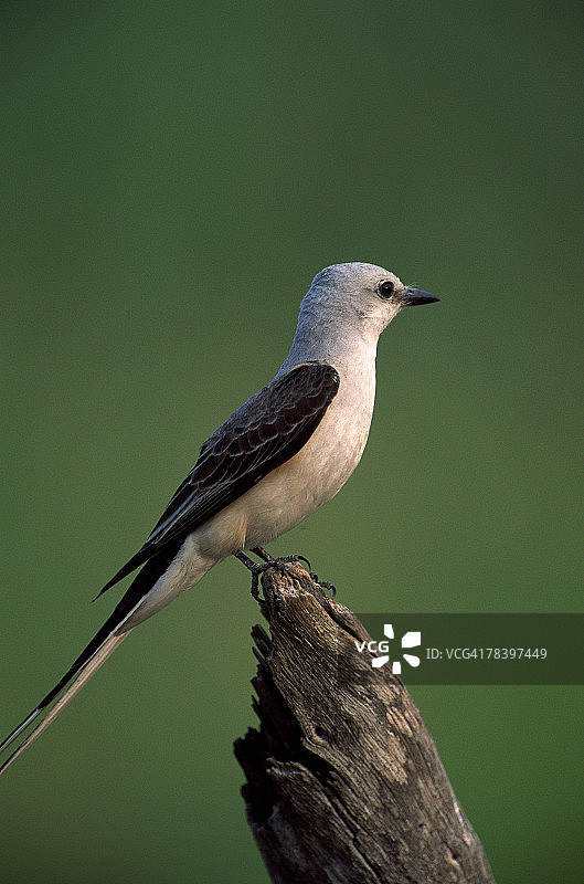 剪尾鹟图片素材