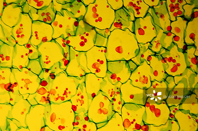 细胞壁图片素材