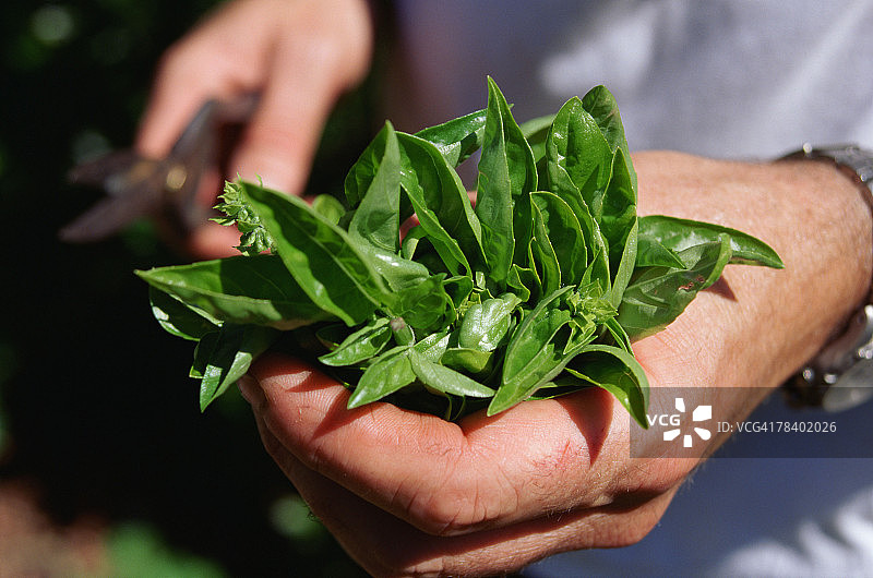 手持新鲜罗勒图片素材