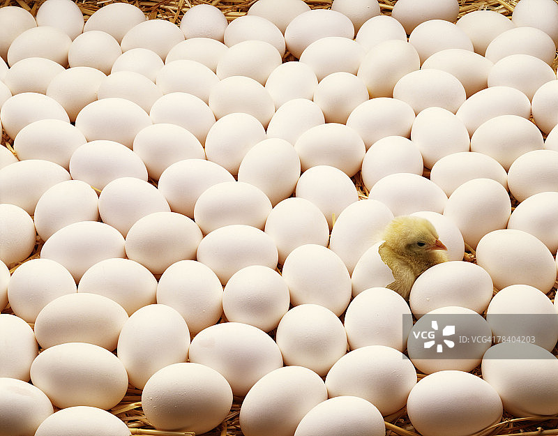 小鸡破壳而出图片素材