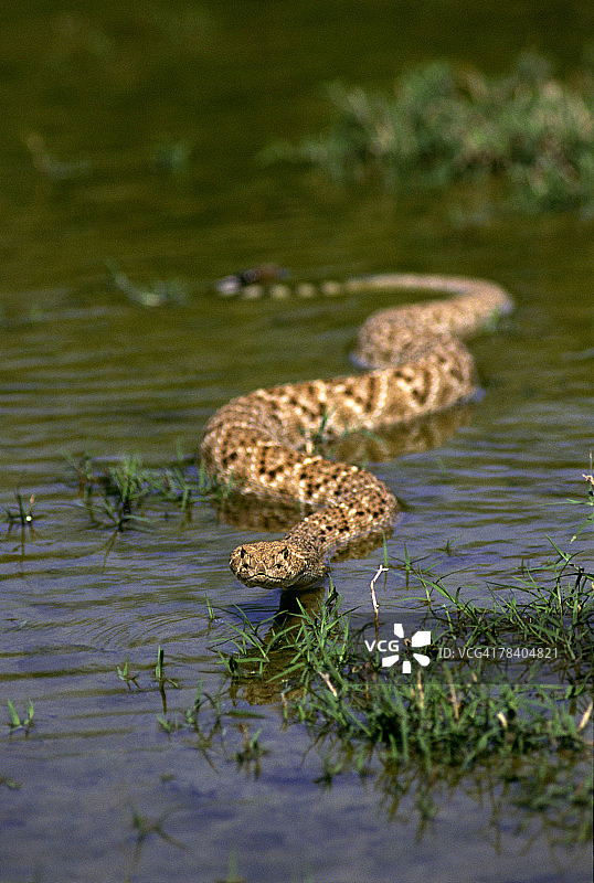 西部菱斑响尾蛇图片素材