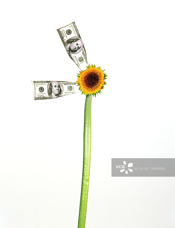 百元美钞和向日葵图片素材