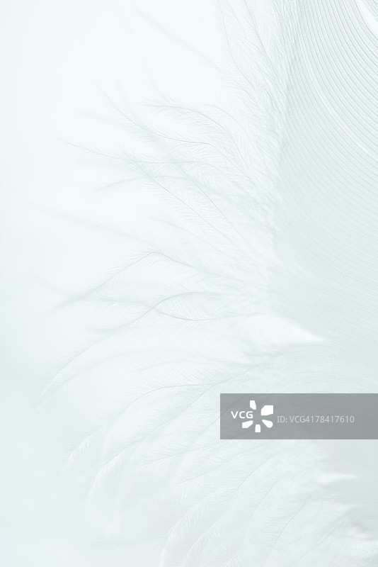 白色背景上的白色羽毛图片素材