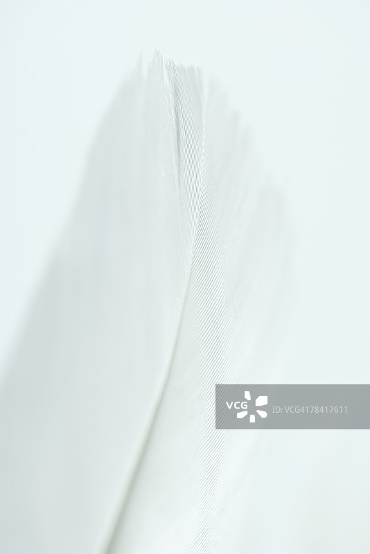 白色羽毛特写图片素材