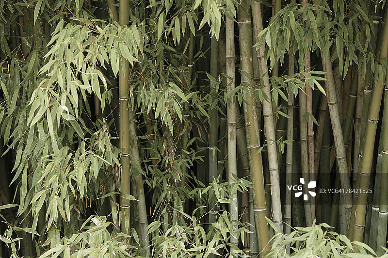 竹林图片素材