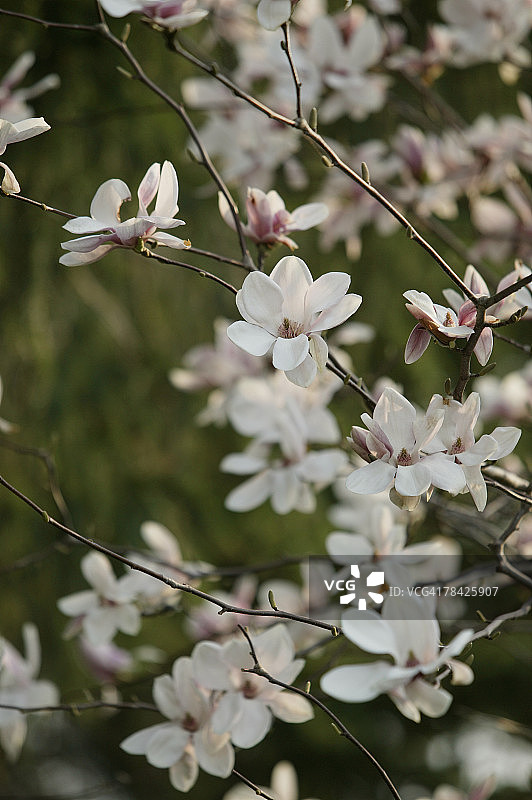 苹果花图片素材