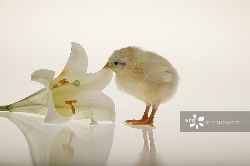小鸡与百合花图片素材