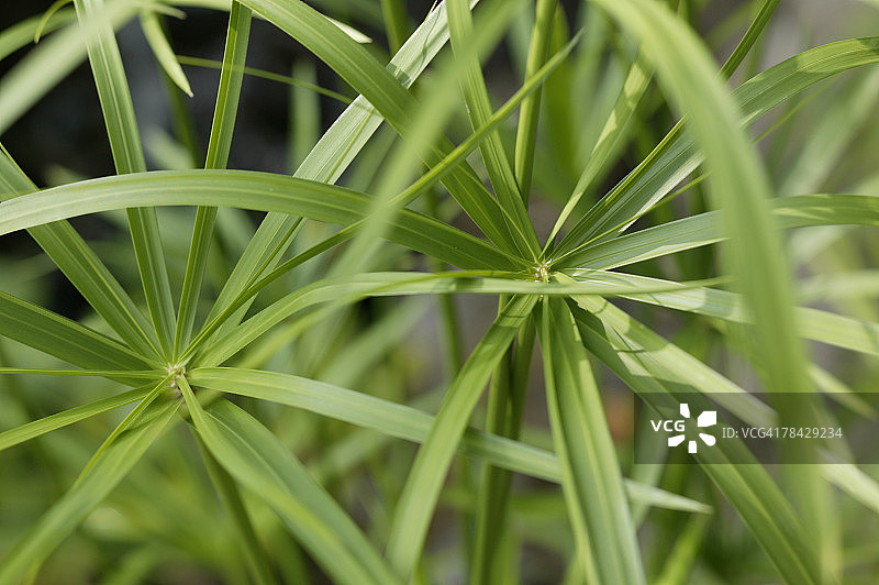 植物叶子图片素材