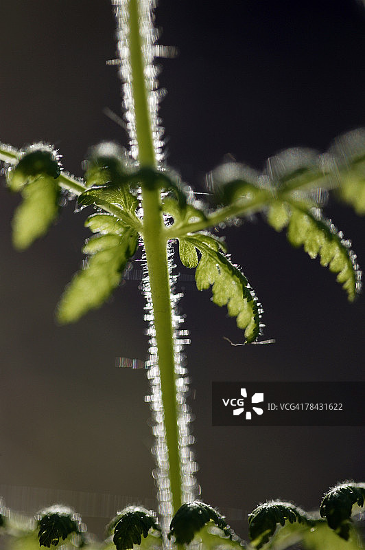 蕨类植物茎的特写图片素材