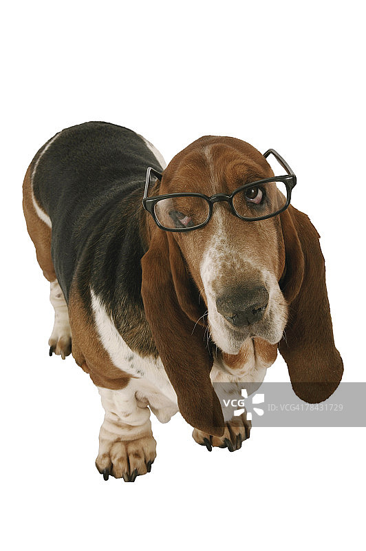 戴眼镜的巴吉度猎犬图片素材