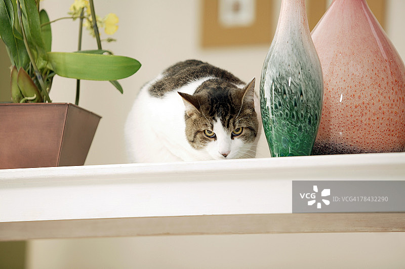 猫咪坐在植物和花瓶旁图片素材