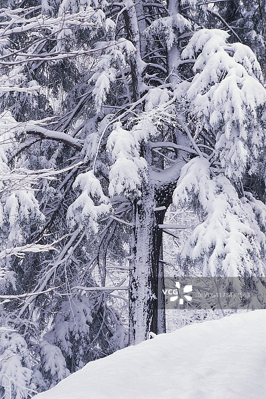 白雪覆盖的树图片素材