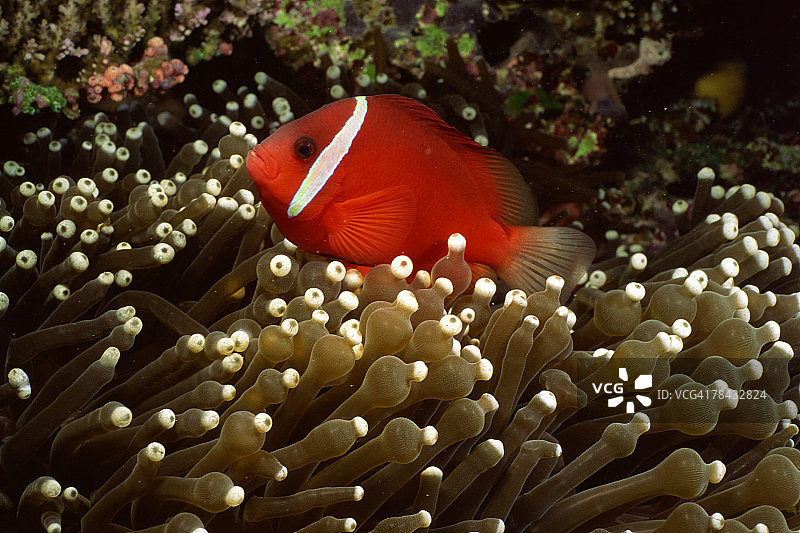 番茄小丑鱼和海葵（水下）图片素材