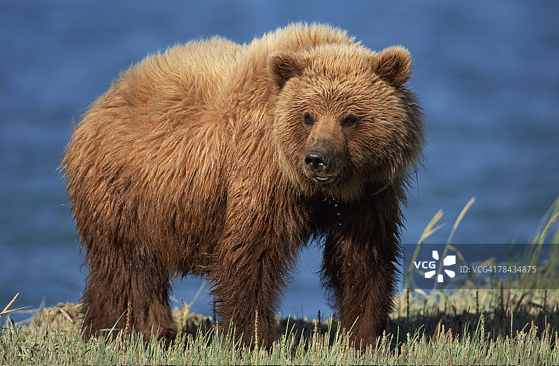 阿拉斯加灰熊图片素材
