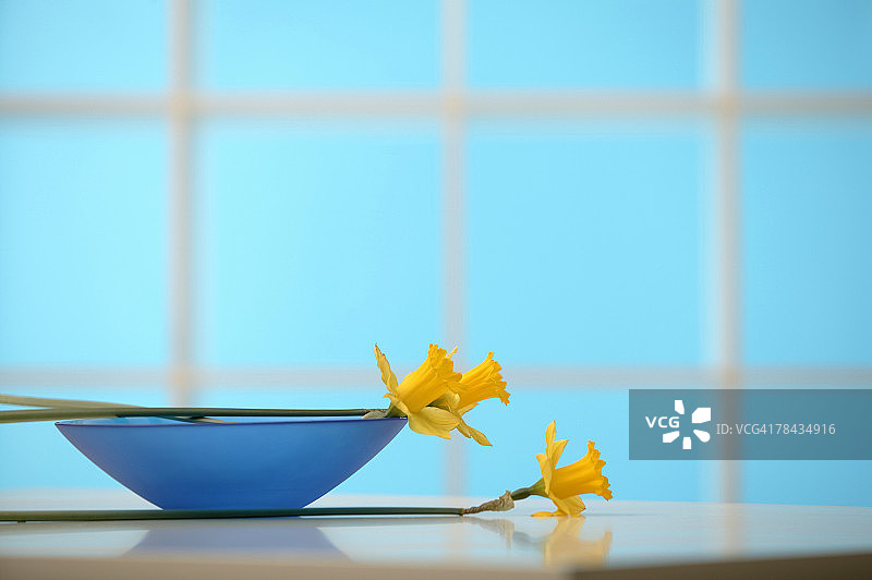 水仙花图片素材
