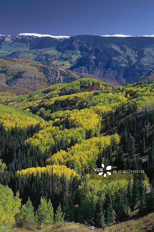 白色河流国家森林公园的秋季白杨树图片素材