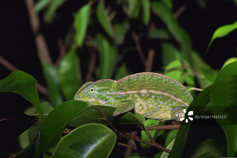 树叶上的宝石变色龙图片素材