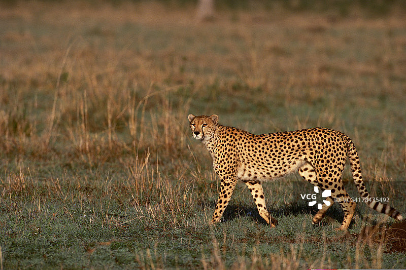 猎豹行走在肯尼亚非洲草原上图片素材