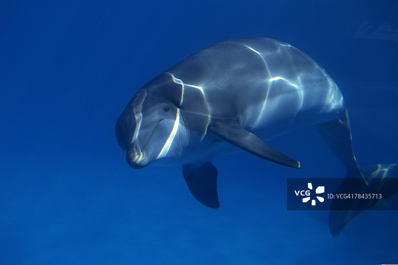 水下宽吻海豚图片素材