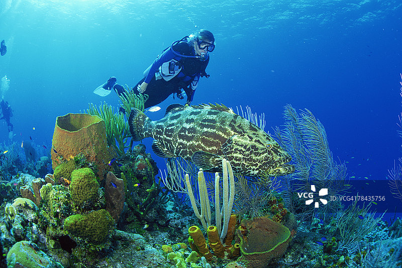 潜水员与海扇和黑石斑鱼图片素材