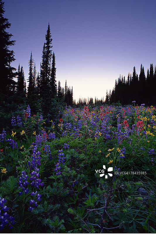 加拿大不列颠哥伦比亚省雷夫尔斯托克山国家公园高山草甸上的野花图片素材