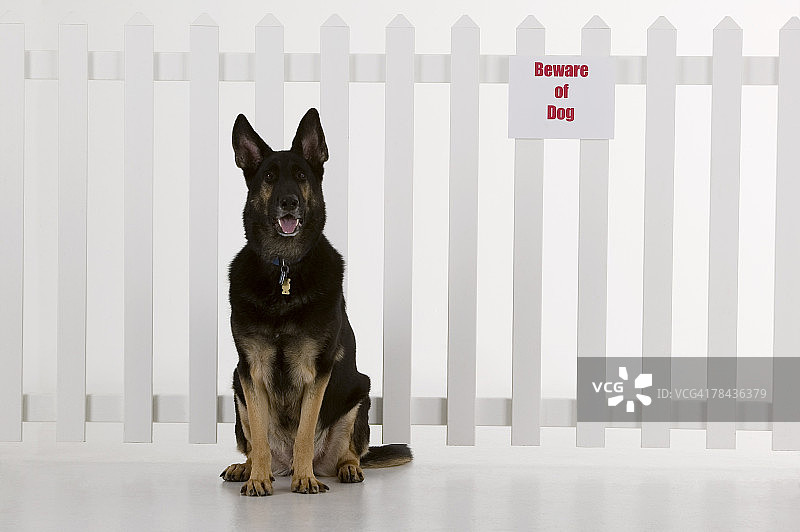 小狗坐在围栏旁，带有“小心恶犬”标志图片素材