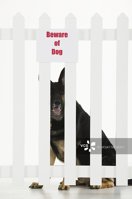 小狗坐在围栏旁，带有“小心恶犬”标志图片素材