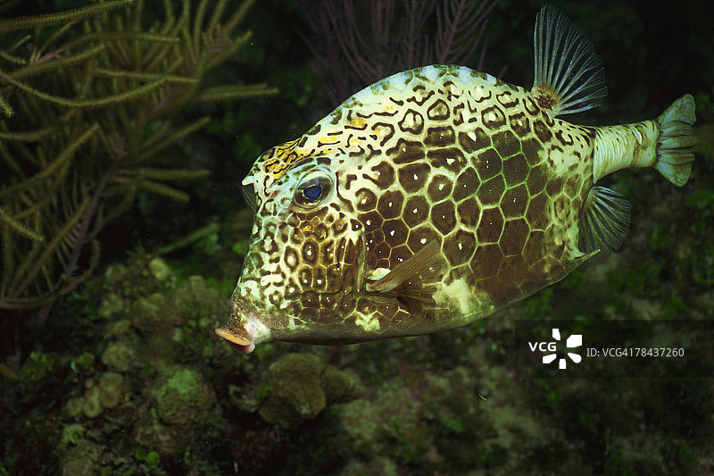 蜂巢箱鲀图片素材