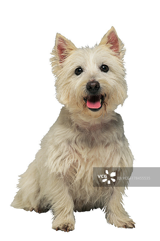 梗犬影棚照图片素材