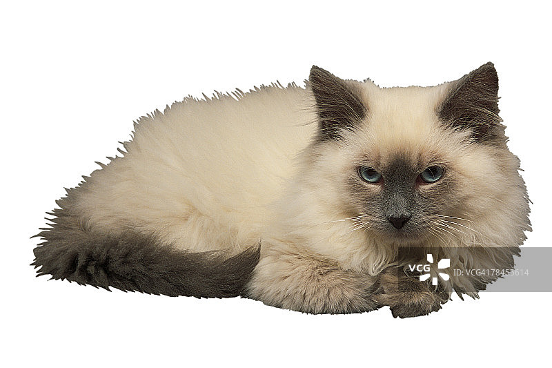 猫的摄影棚照片图片素材