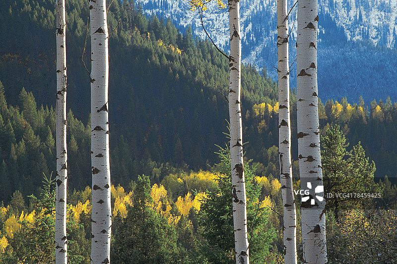 怀俄明州塔吉国家森林的白杨树和常绿树图片素材