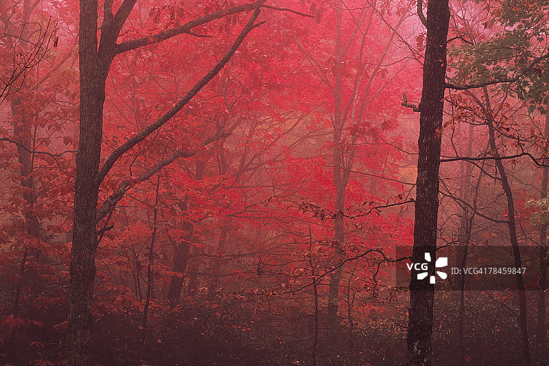 北卡罗来纳州的匹斯加国家森林公园图片素材