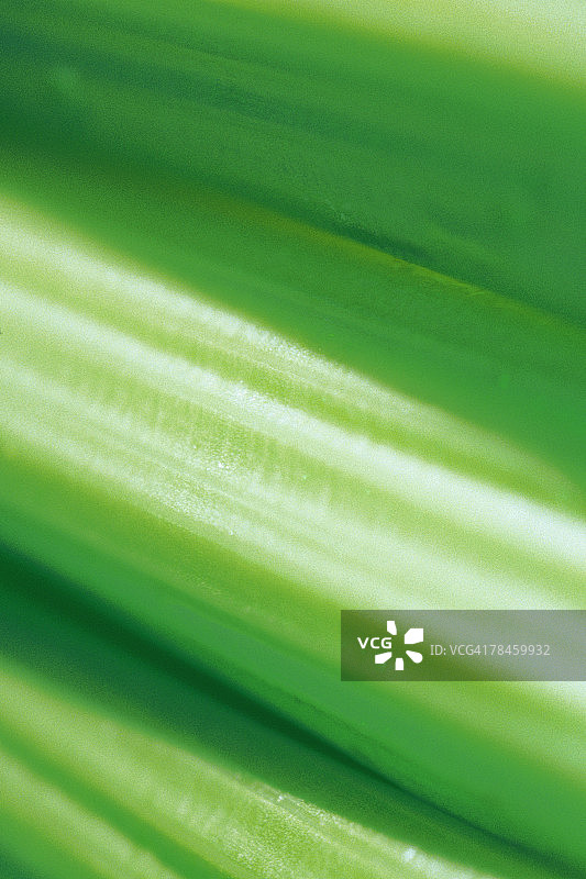 芹菜茎特写图片素材