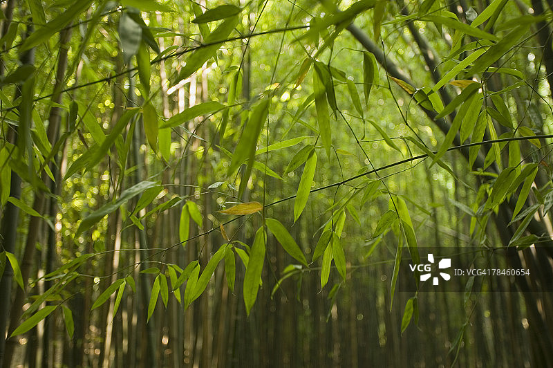 竹林图片素材