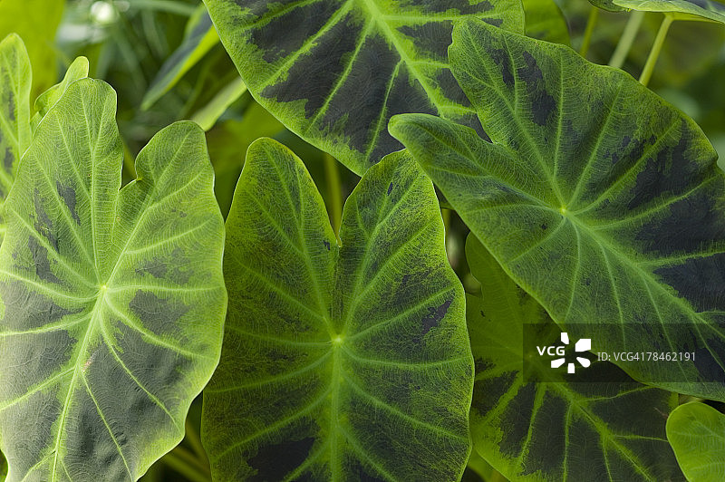 植物叶子特写图片素材