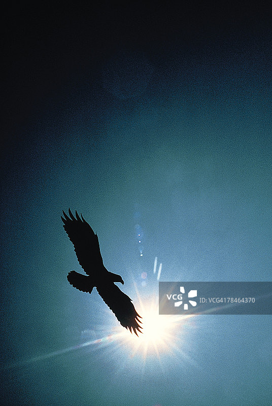 秃鹰在空中飞翔的轮廓图片素材