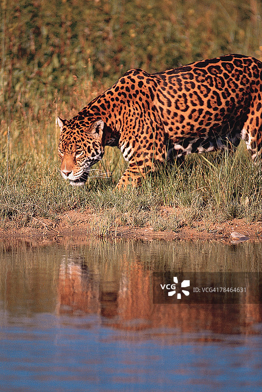 雌性美洲虎在科罗拉多州动物园的溪流中喝水图片素材