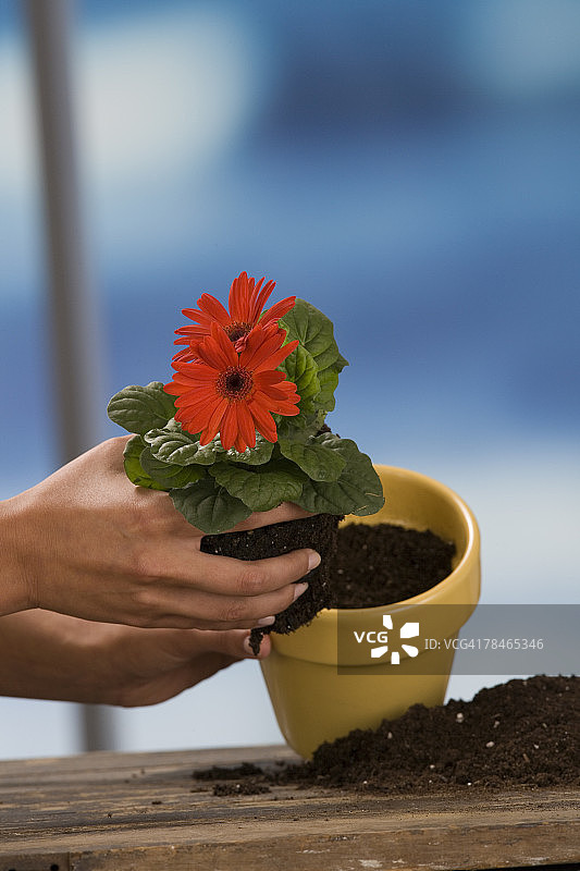 双手盆栽花卉图片素材