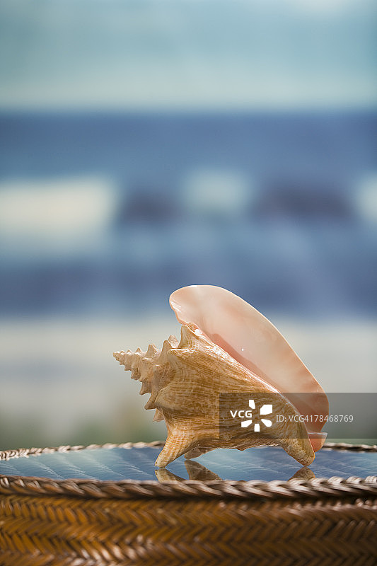 海螺图片素材