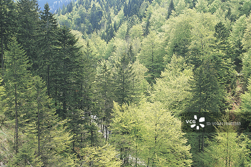 高山树木图片素材
