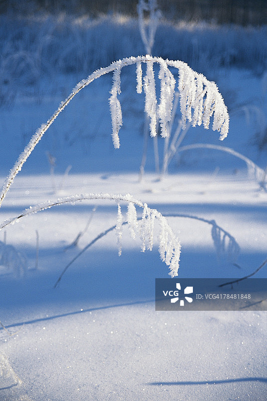 被白雪覆盖的植物图片素材