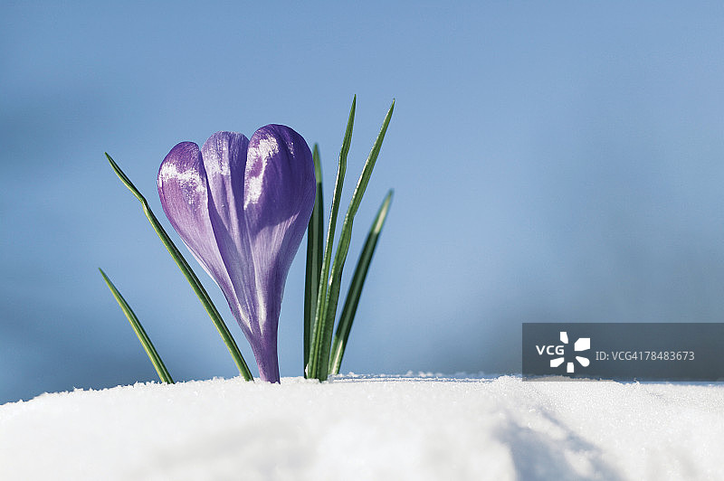 破雪而出的番红花图片素材