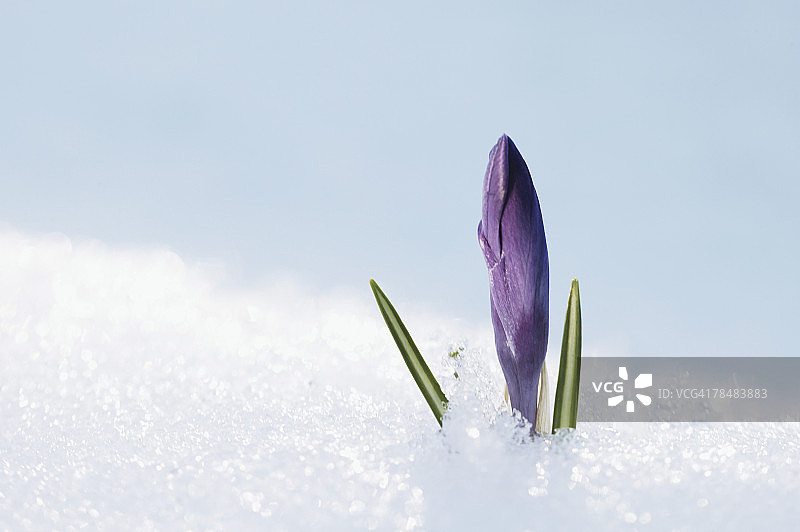 破雪而出的番红花图片素材