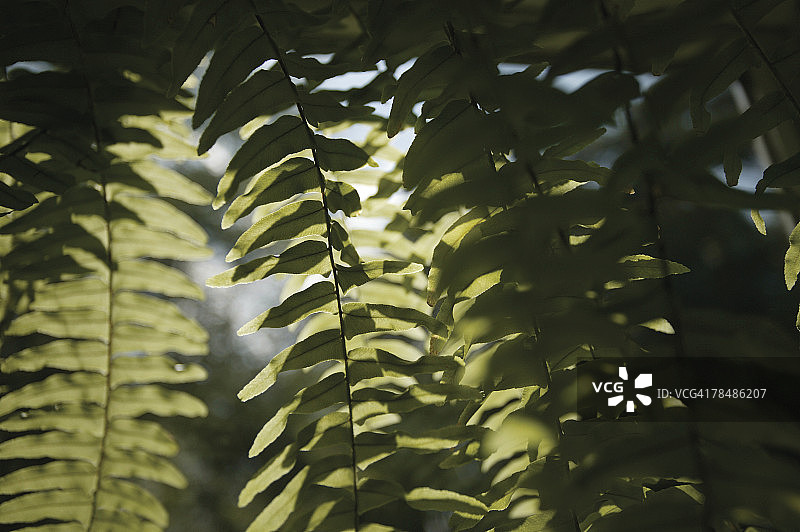 蕨类植物图片素材
