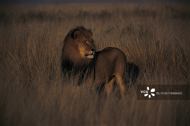 卡拉哈里国家公园的雄狮，博茨瓦纳，非洲图片素材