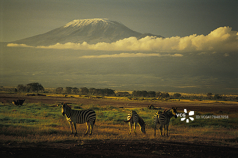 布氏斑马，乞力马扎罗山，安博塞利国家公园，肯尼亚图片素材