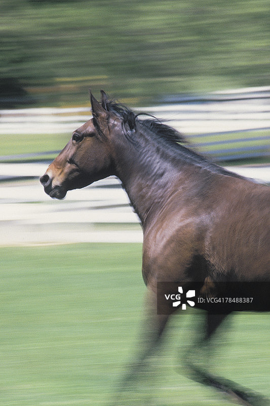 奔跑的骏马图片素材
