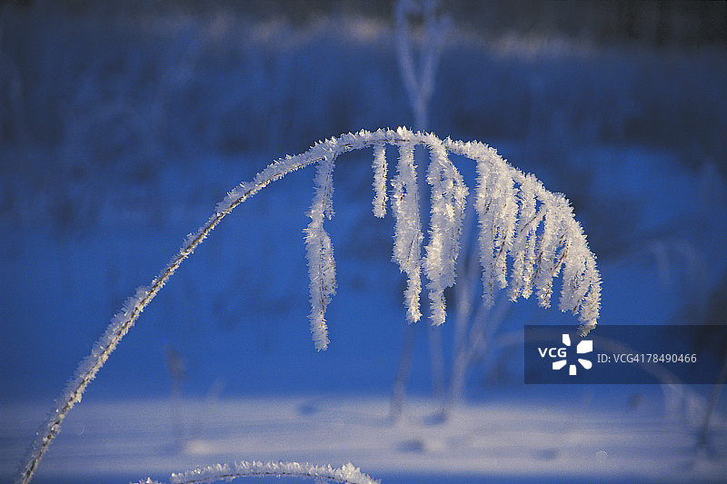 白雪覆盖的树枝图片素材